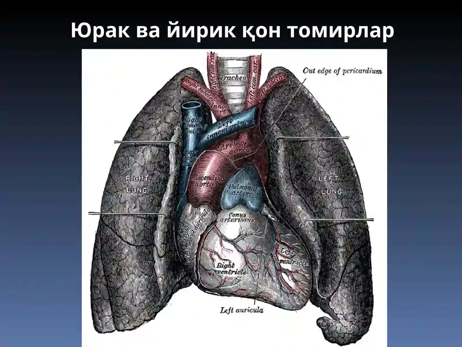 Юрак ва унинг тузилиши 4