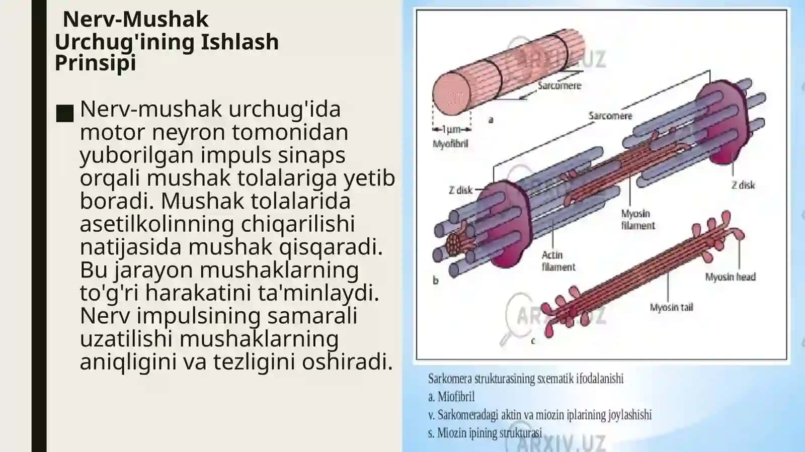 Nerv-mushakurchuqlariningtuzilishivaishlashprinsipi 4
