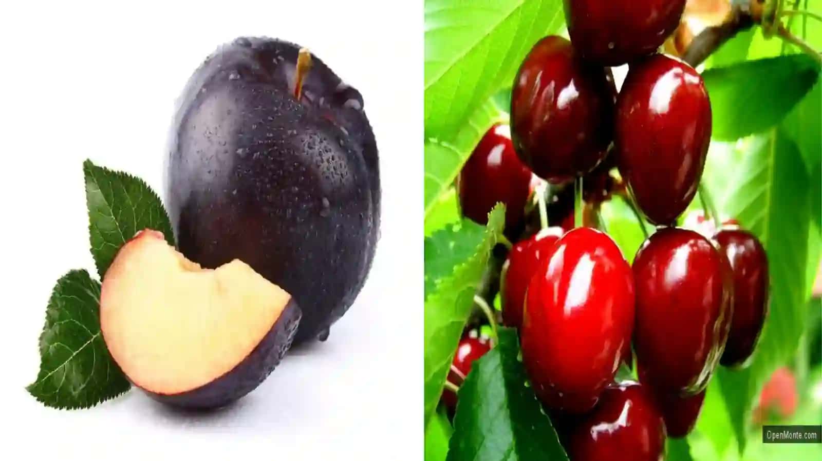 GULXAYRIDOSHLAR 4