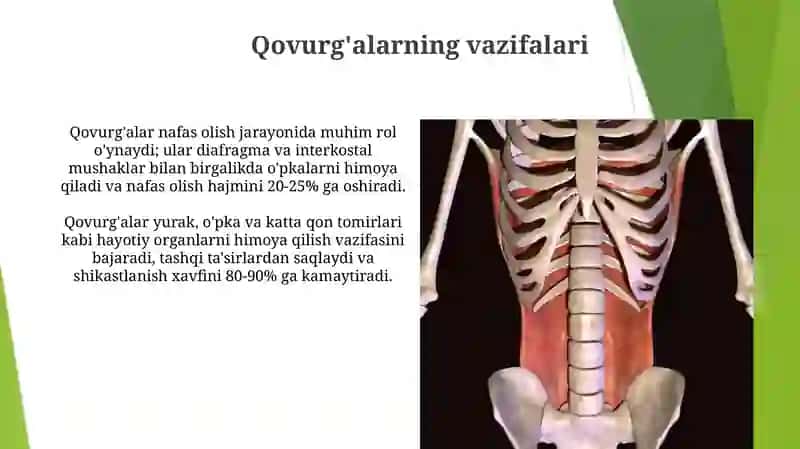 Qovurg'alarning tuzilishi 4