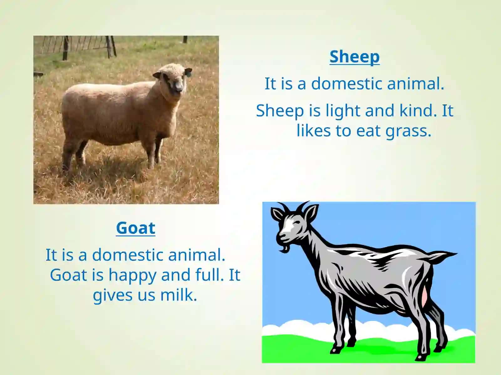 Domestic and Wild Animals 4