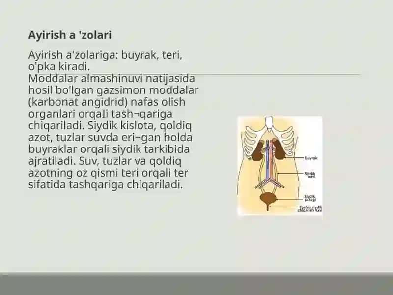 AYRUV TIZIMI BUYRAKLAR. SIYDIK TARKIBI 4
