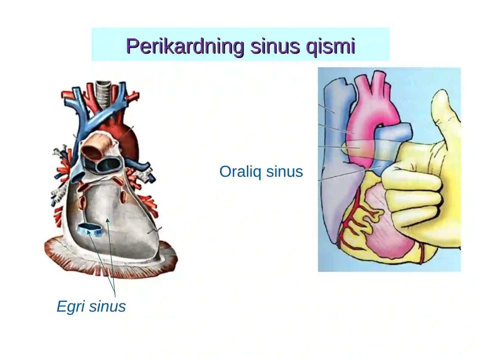 YURAK O'SMALARI. YURAK TRASPLANTOLOGIYASI 4