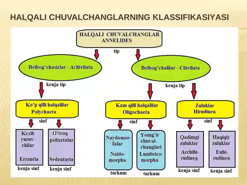 taqdimot. Xalqali chuvalchanglar tipi. 4