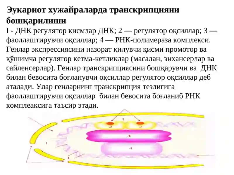 Мутациялар ва канцерогенез 4