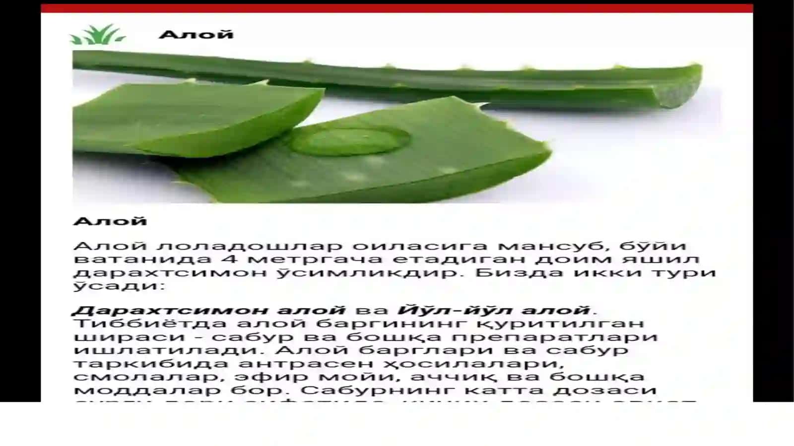 Botanika fanidan taqdimot 4