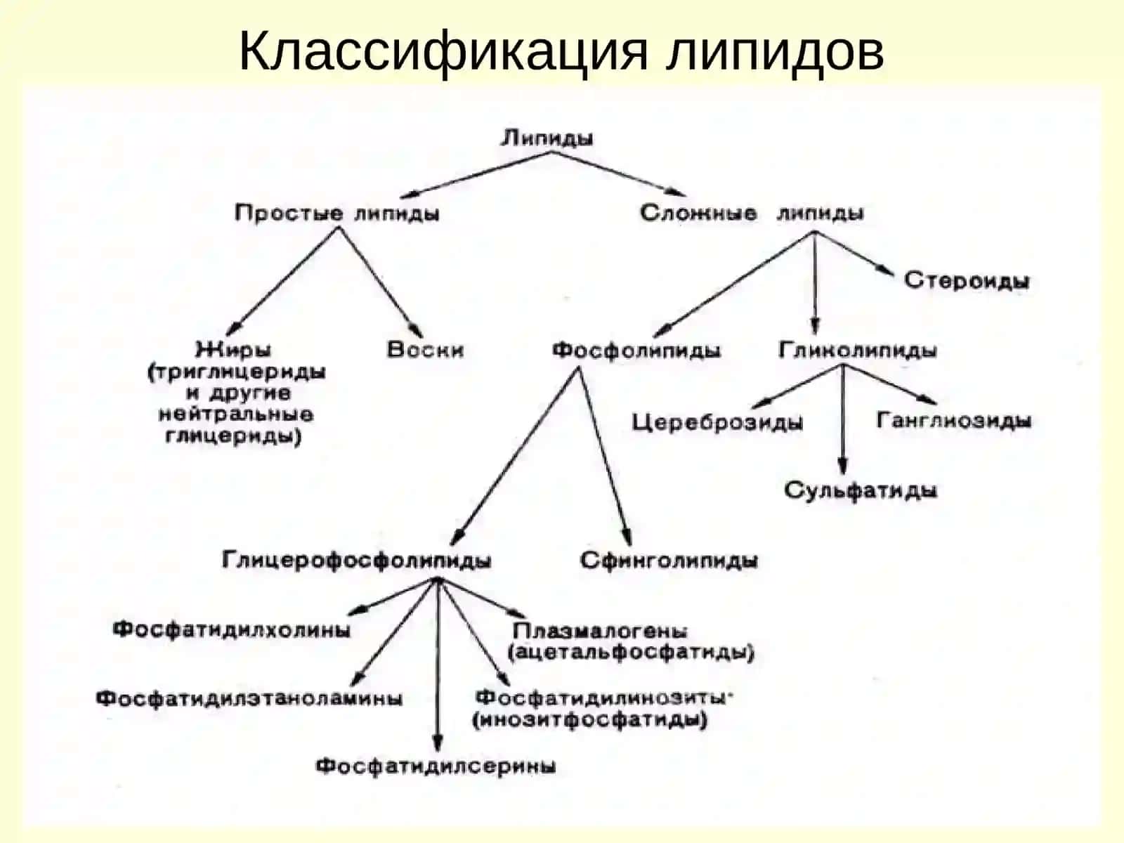 Строение и свойства липидов 4