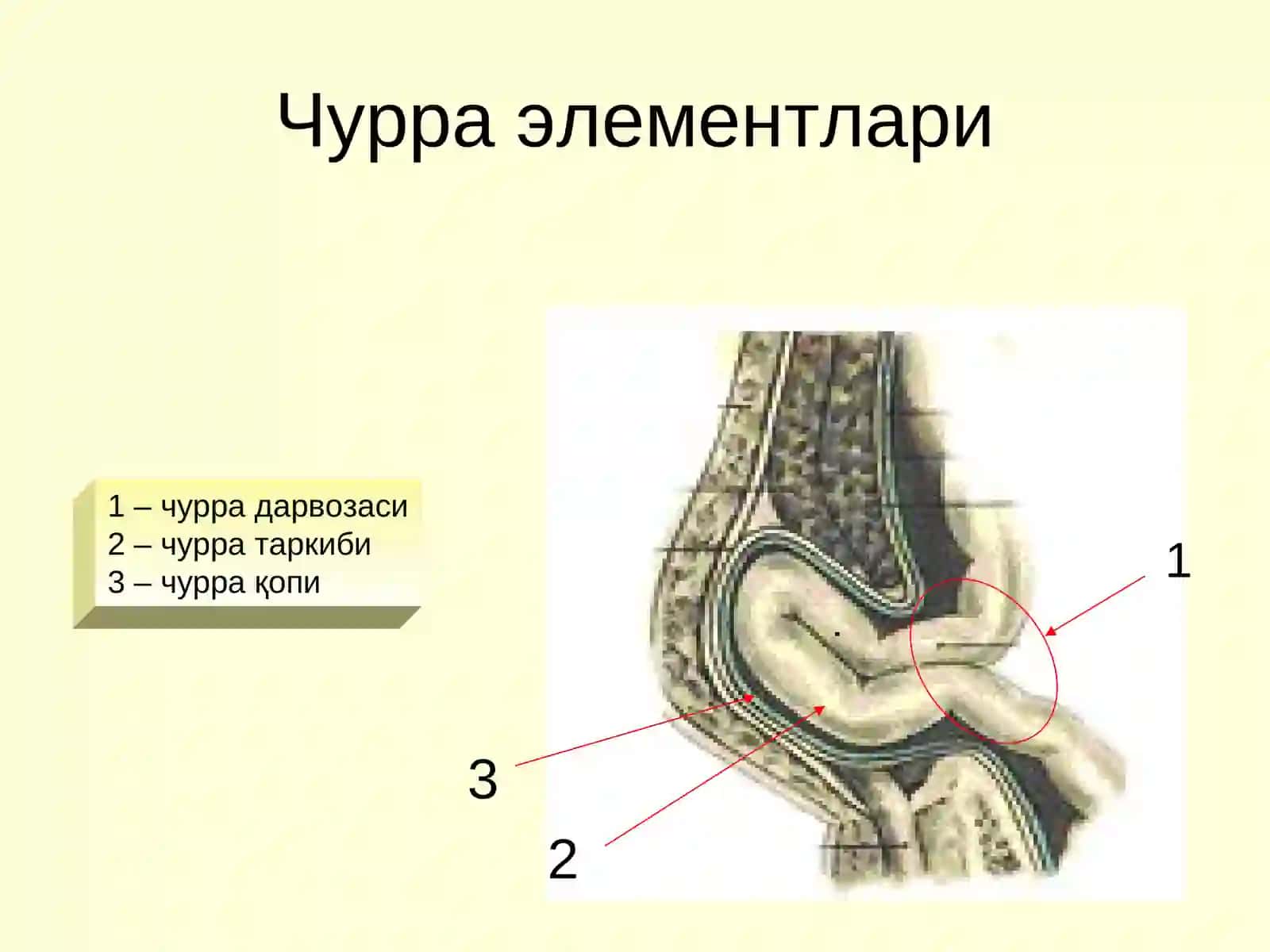 Қоринчурралари 4