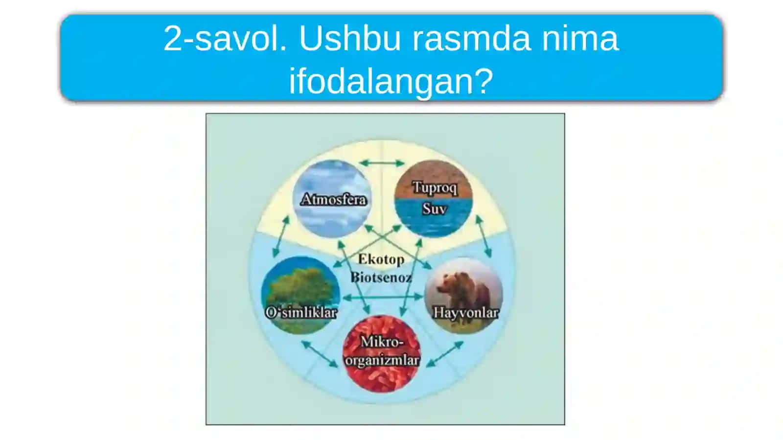 Ekosistemalarning tarkibiy qismlari 4