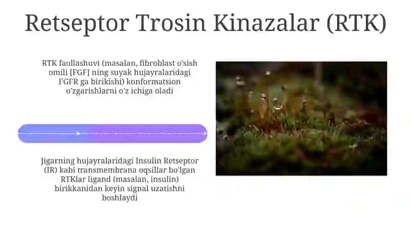 Gormonlarning nishon hujayralarga tasir mexanizmi 4