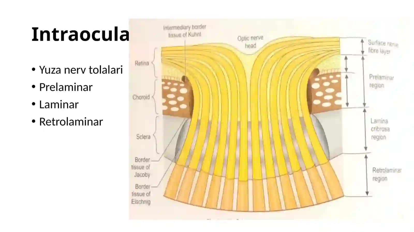 Ko'ruv yo'li anatomiyasi(Anatomy of vision pathways) 4