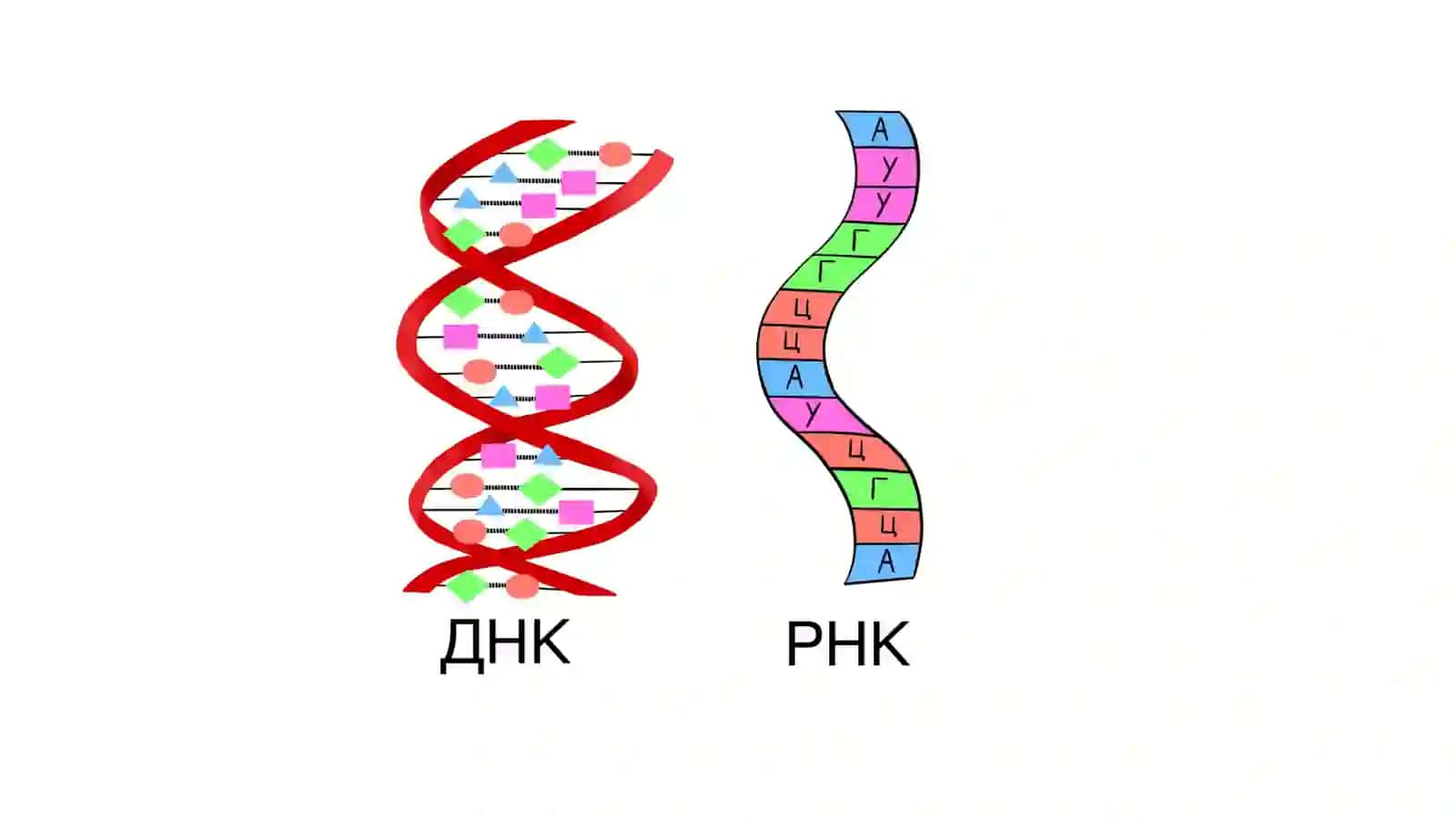 Строение нуклеиновых кислот 4