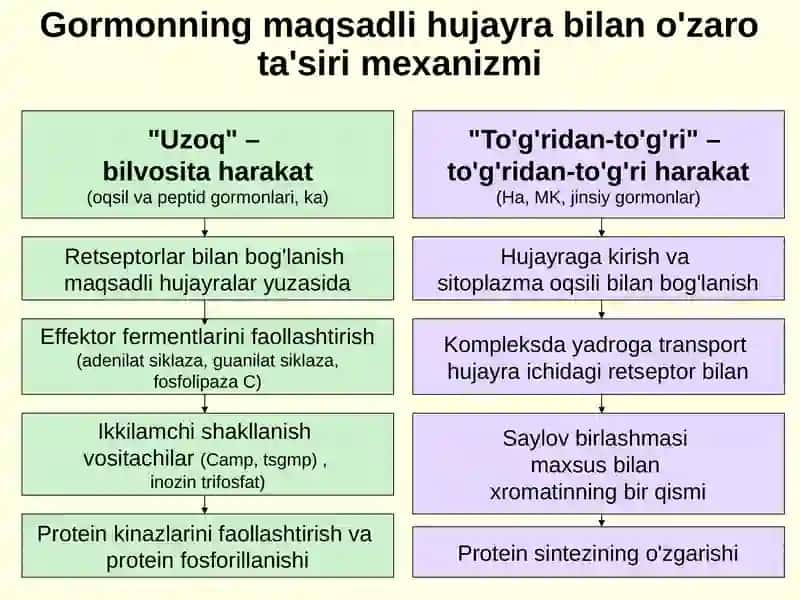 ENDOKRIN TIZIMNING PATOFIZIOLOGIYASI 4
