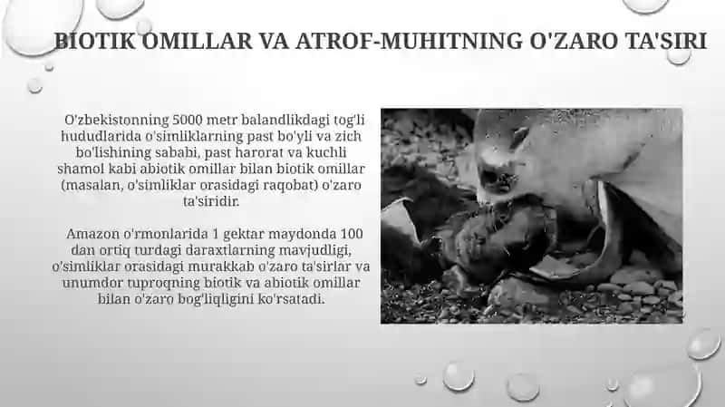 Quruqlikning biotik shox omillari 4