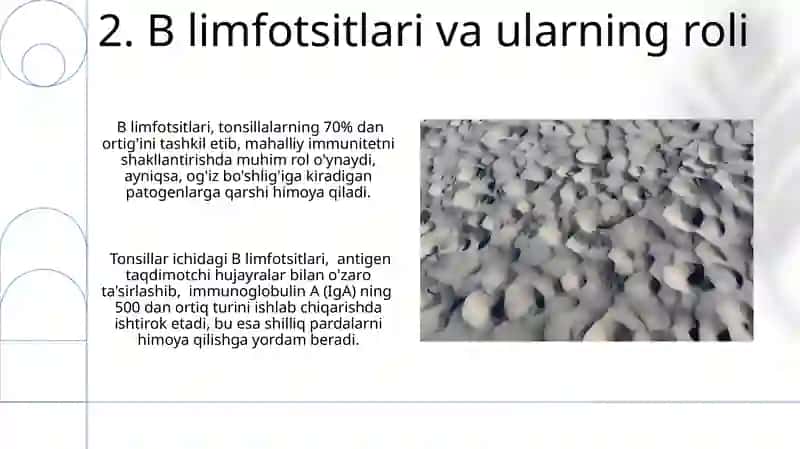 Xazm nayining limfoid tuzilmalari 4
