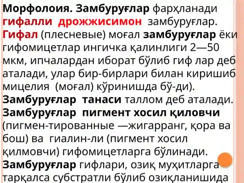 Замбуруғлар 4