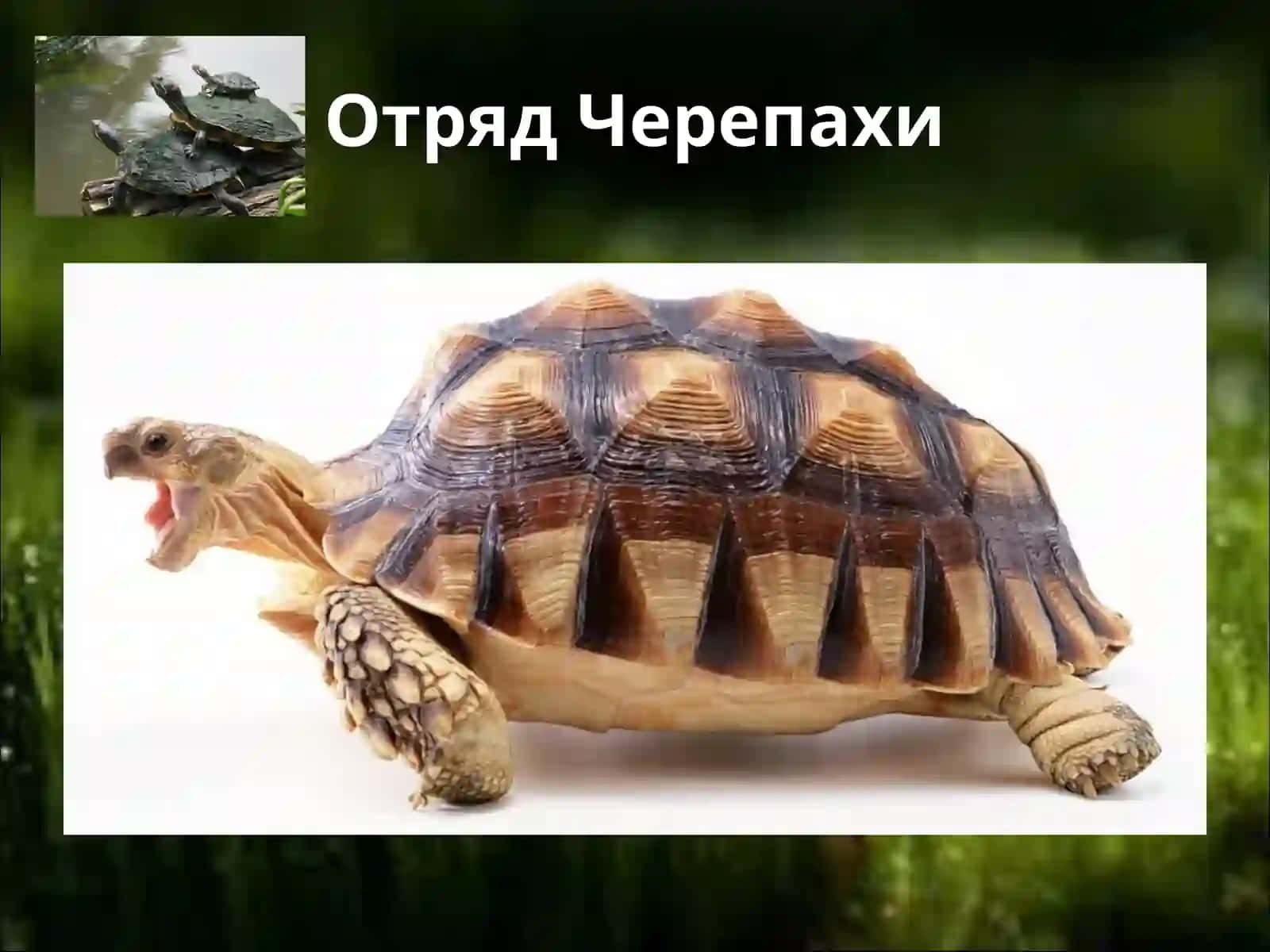 Пресмыкающиеся - Reptilia 4