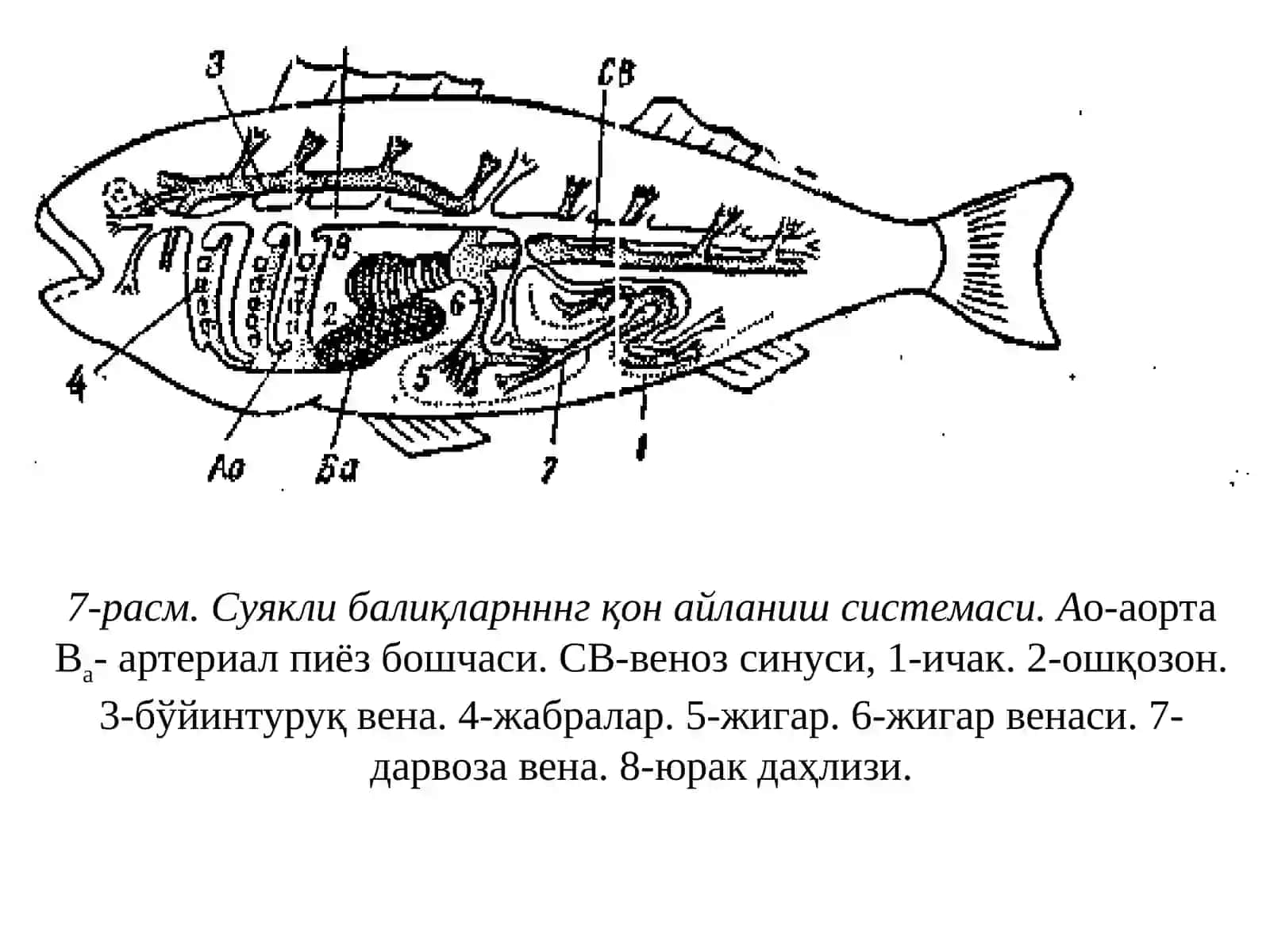 Юрак физиологияси 4