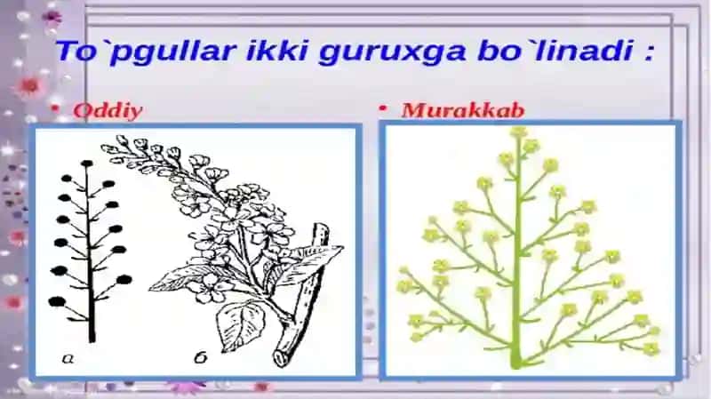 To‘pgullarning Xilma-xilligi 4