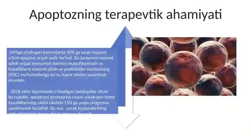 Hujayra apaptozi va uning biologik ahamiyati 4