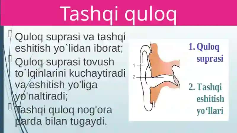 Eshitish organlarining tuzilishi 4