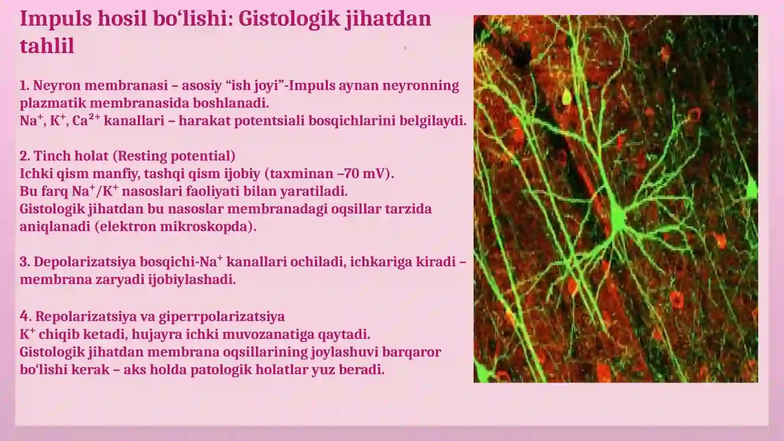 Neyronlardan ervimpulslarini hosil bo‘lish mexanizmlari 4