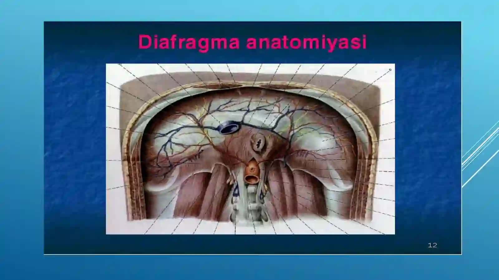 Diafragmal churralar 4