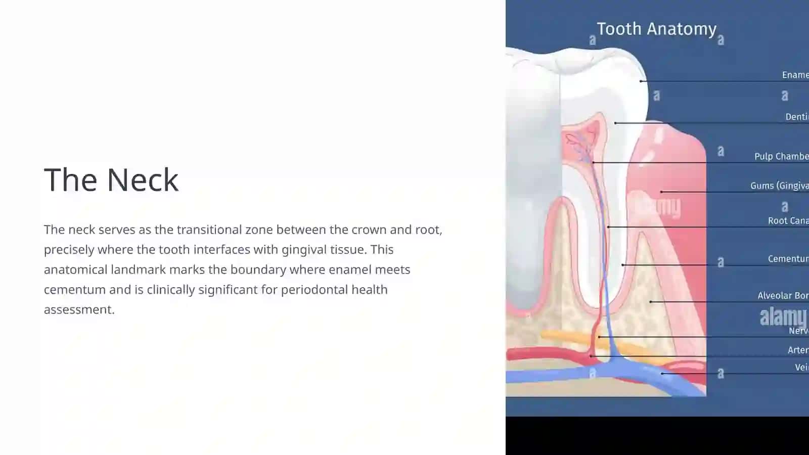 Anatomy of the Tooth 4