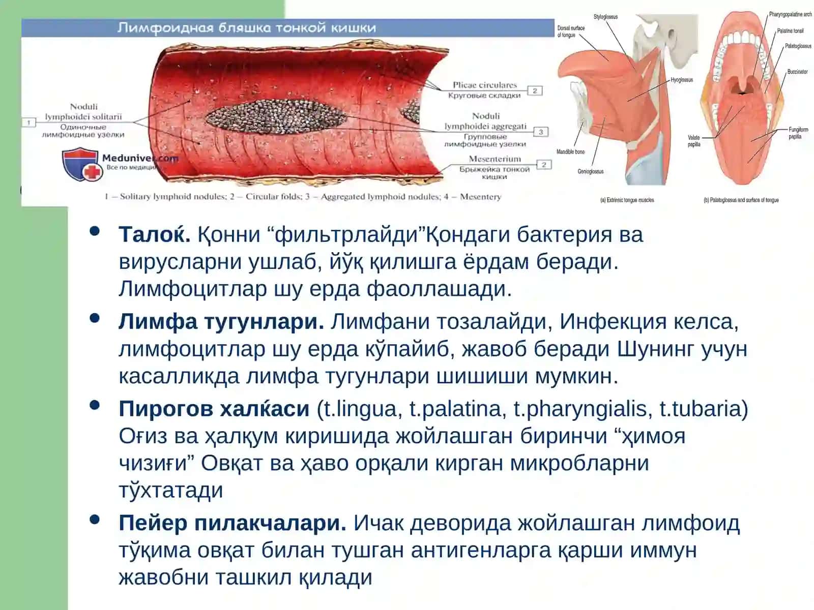 Иммун тизим патофизиологияси 4