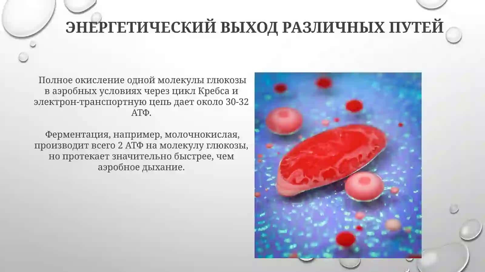 Катаболический метаболизм. Способы и виды производства 4