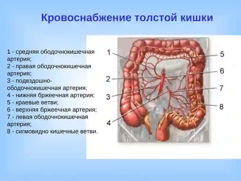 Заболевания толстого кишечника 4