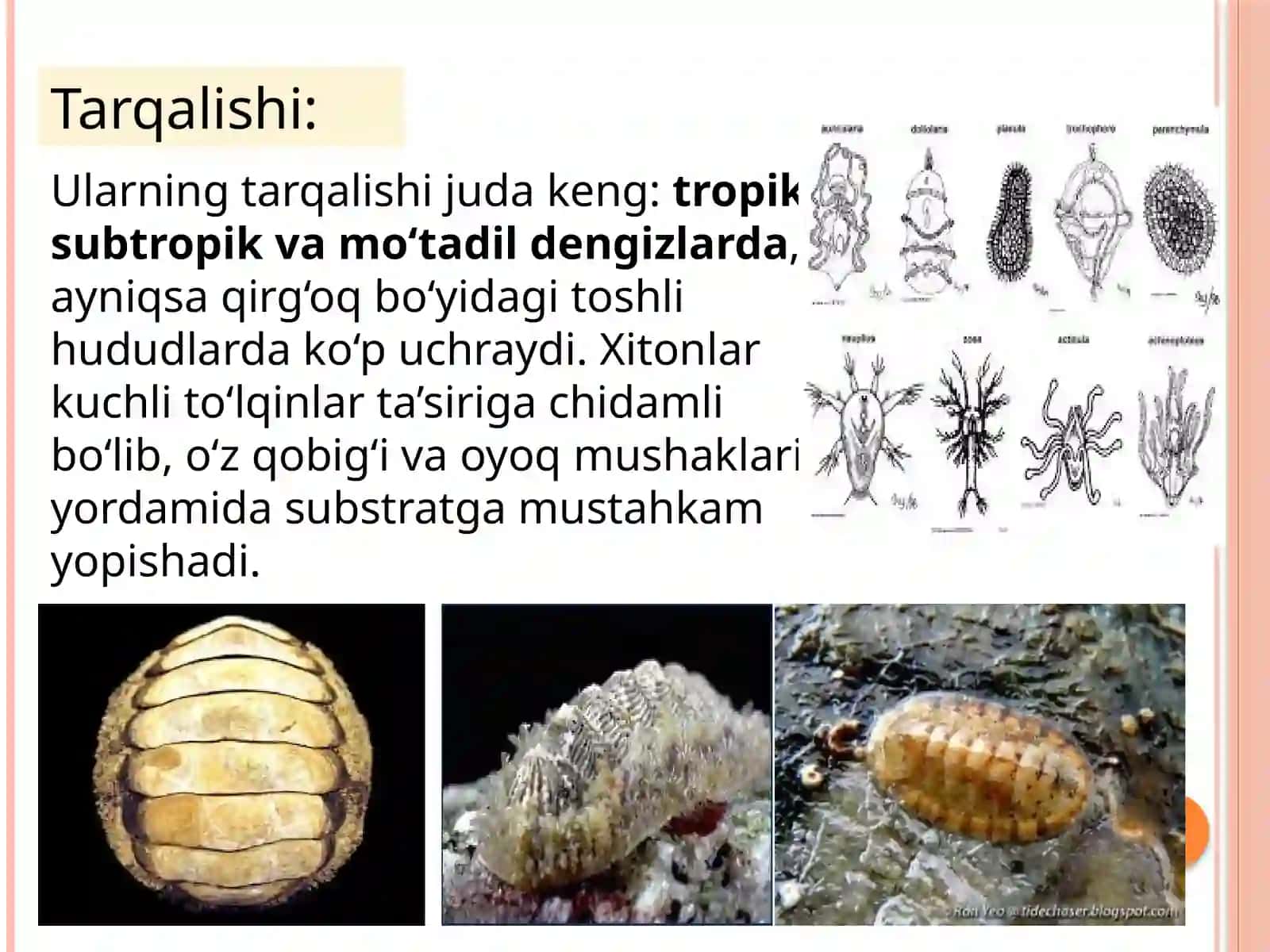Xitonlar(qalqondorlar) sinfi 4