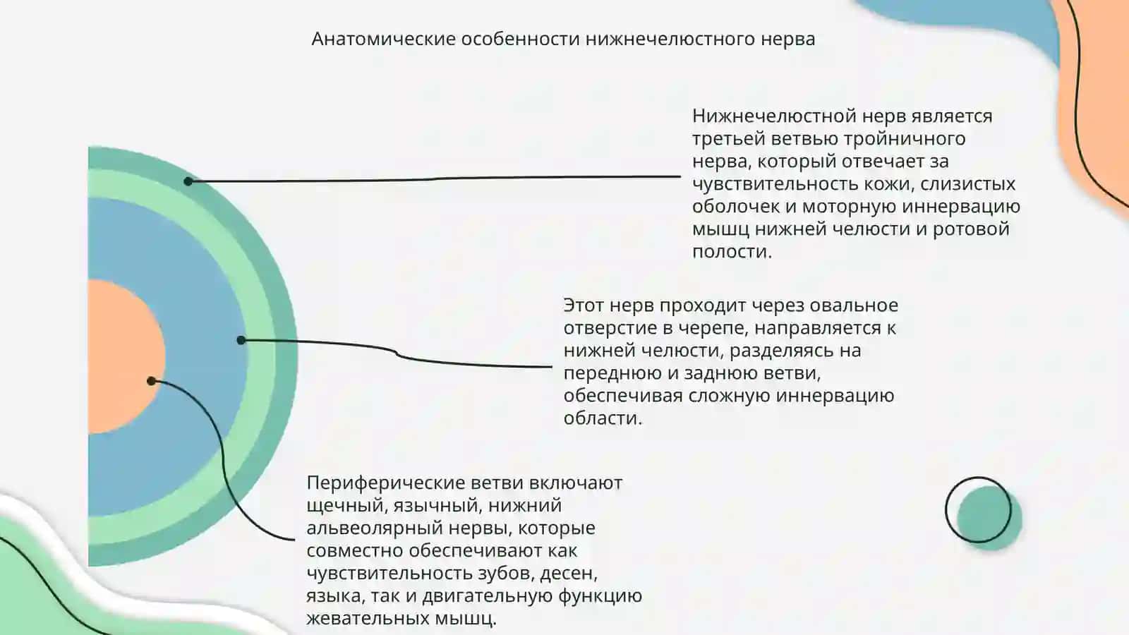 Иннервация нижнего челюсти 4