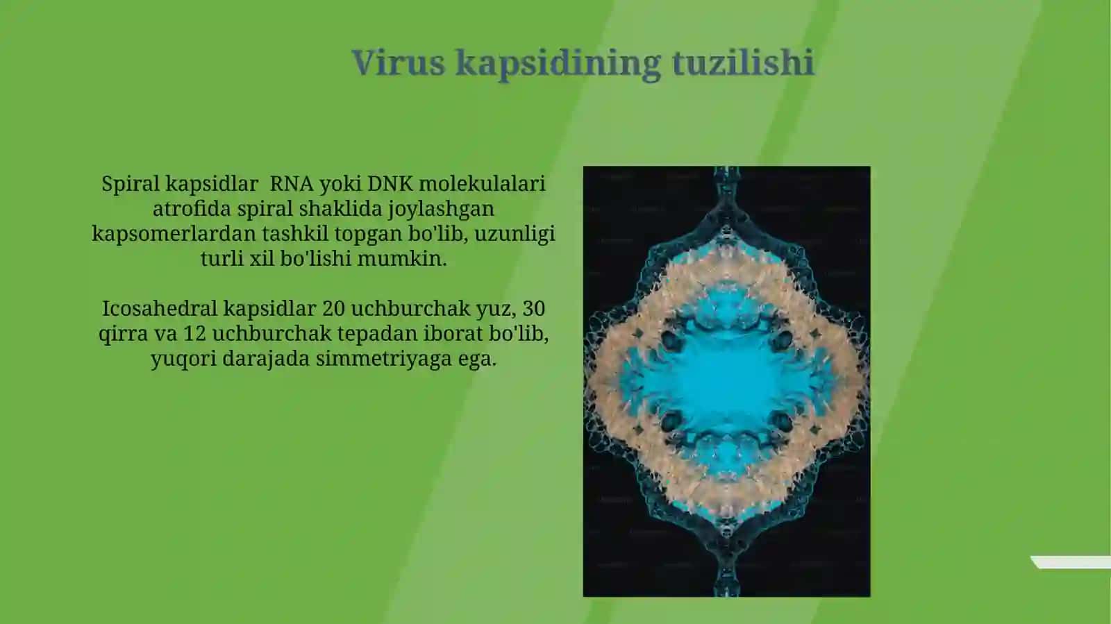 Viruslarning morfologiyasi va strukturasi 4