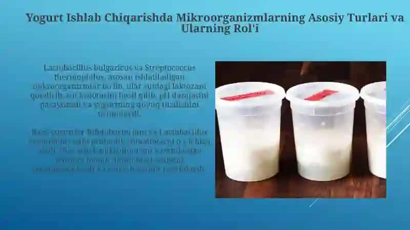 Yogurt ishlab chiqarishda mikroorganizmlarning roli 4
