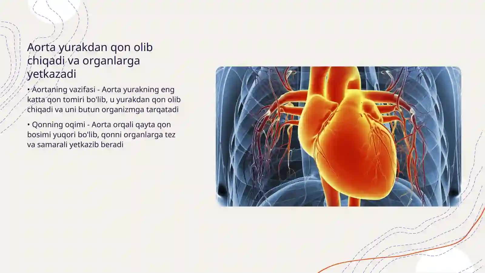 Aorta,aorta ravog'i,umumiy va tashqi uyqu arteriyasi 4