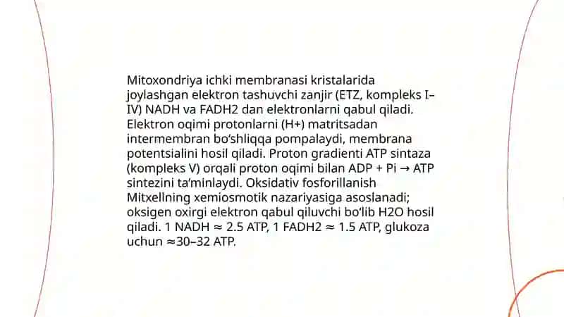 Sitoplazma organoidlari 4