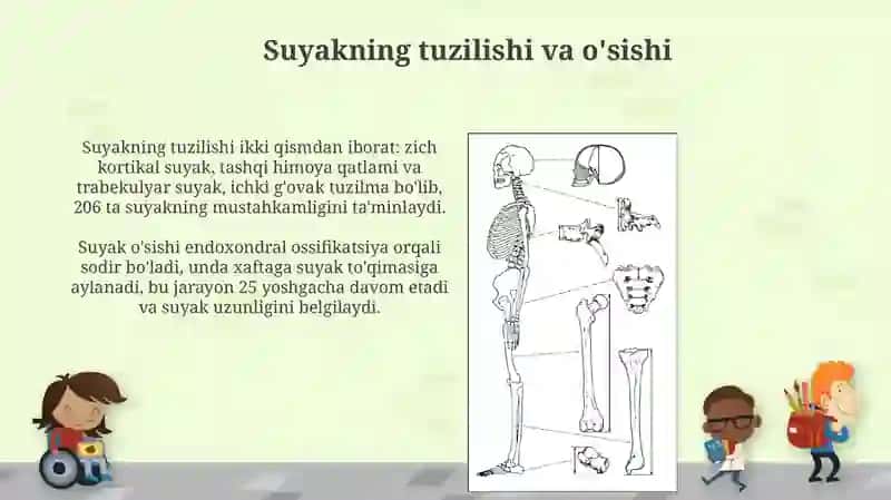 Suyaklarga qarab yoshni baholash usuli 4