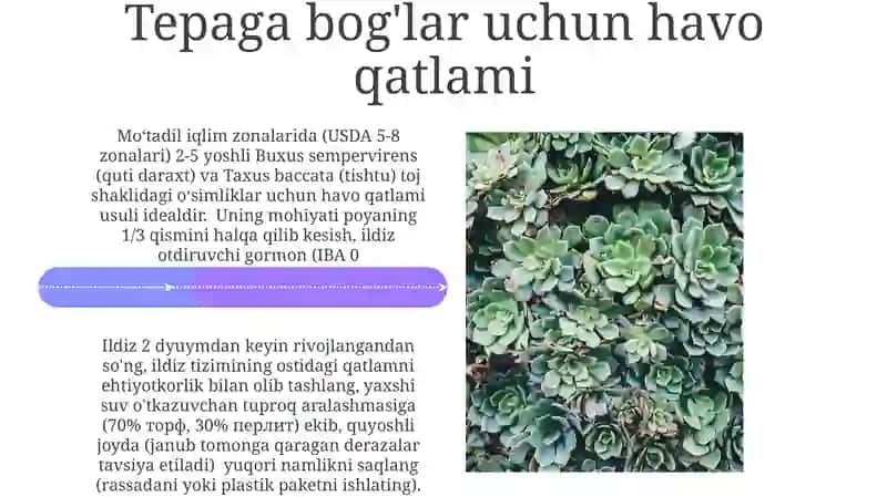 Vegetativ Ko'paytirish Usullari 4