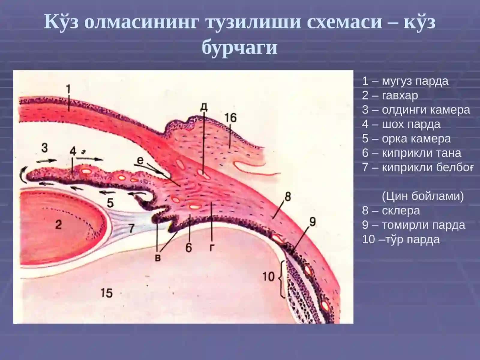Сезги аъзолари 4