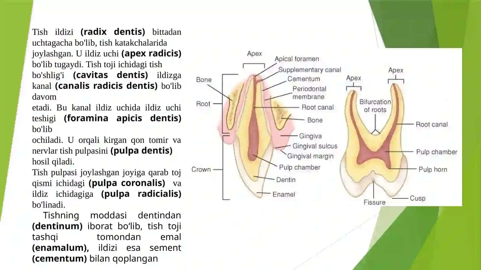 TISHLARNING UMUMIY ANATOMIYASI 4