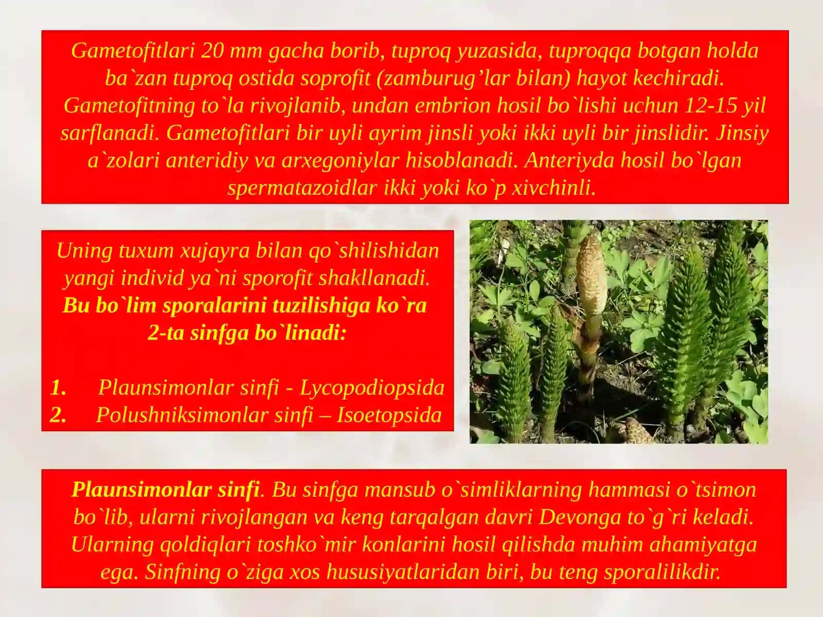 Plauntoifalarbo`limi-lycopodiophyta 4