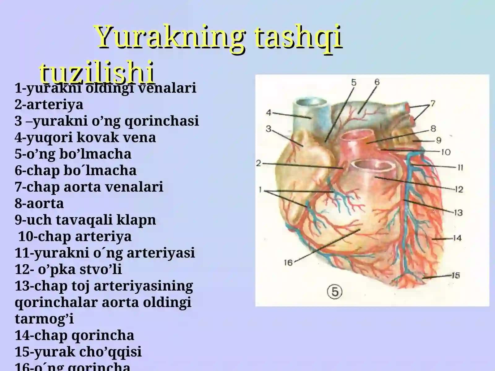 Yurak tuzilishi va uning faoliyati 4