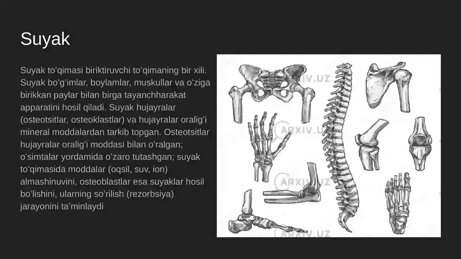Suyaklar turları va tuzılıshı 4