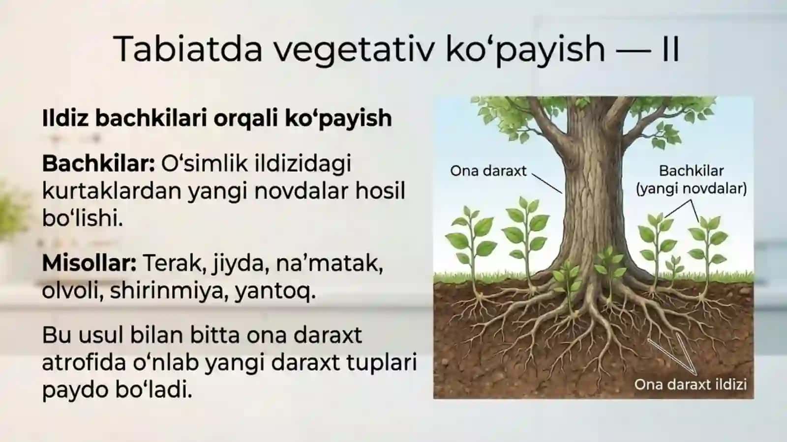 O'simliklarning ko'payishi 4