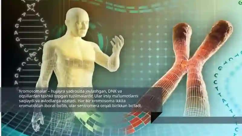 Odam xromosomalarining morfofunksional xususiyatlari 4