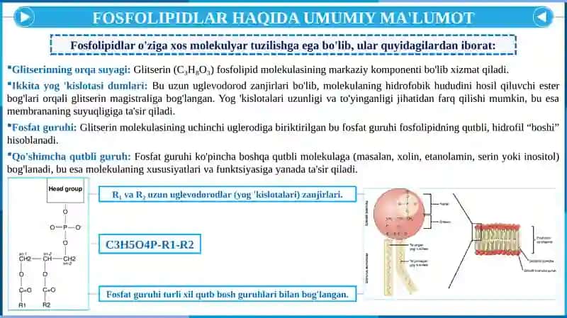 Fosfolipidlar Almashinuvi Buzilishi 4