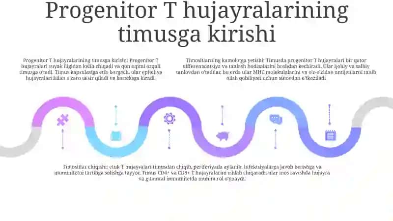 Timusdagi T Limfositlarning Yetilish Jarayoni 4