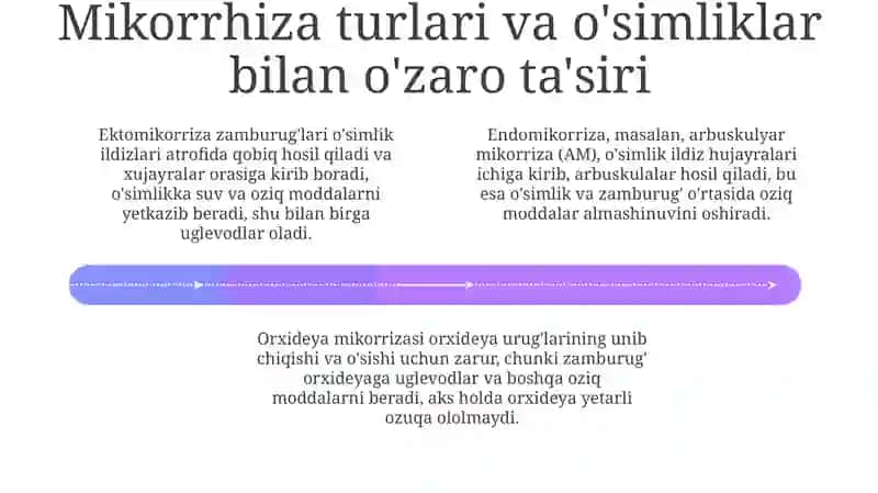 Mikoriza va ildiz metamorfozi 4