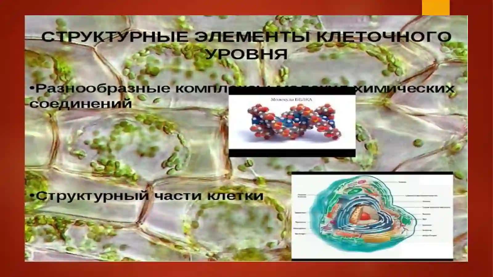1-КУРС Биология 4